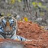 Tadoba National park