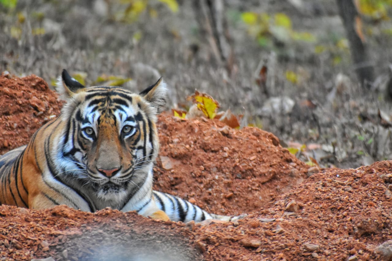 Tadoba National park